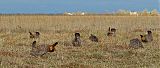 Greater Prairie-Chicken